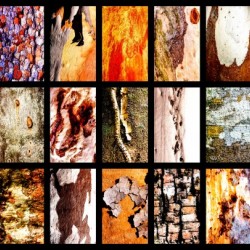 Central Australia Tree Bark Montage